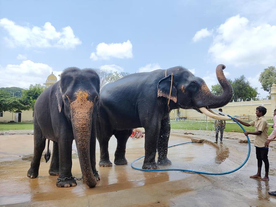 ಮೈಸೂರಿನ ಅಂಬಾವಿಲಾಸ ಅರಮನೆಗೆ ಆಗಮಿಸಿರುವ ಗಜಪಡೆಗಳಿಗೆ ಸ್ನಾನ ಮಾಡಿಸಿದ ಮಾವುತ, ಕಾವಾಡಿಗಳು