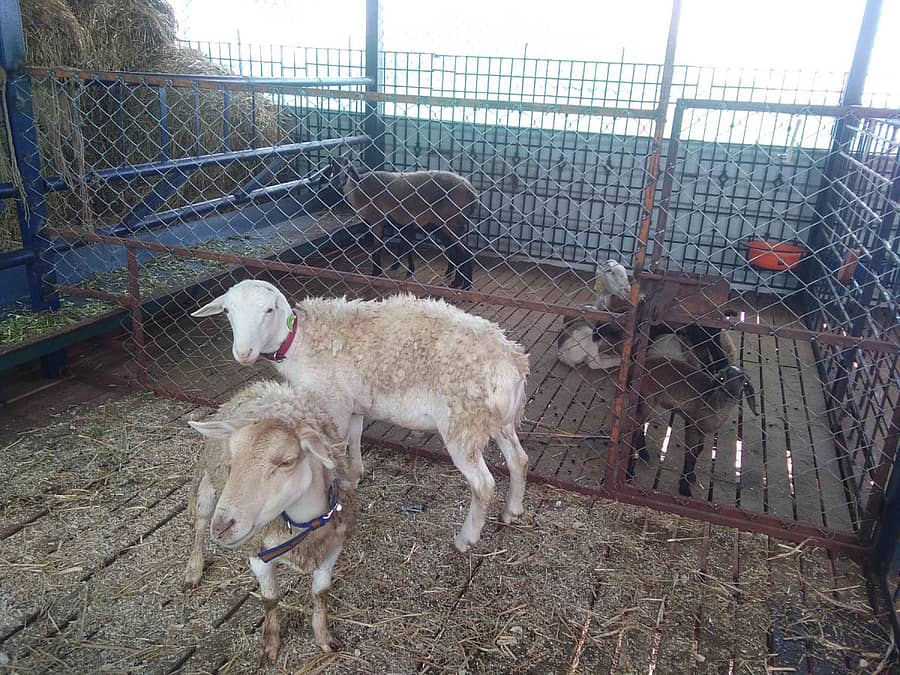 ಡಾರ್ಪರ್ ಕುರಿ