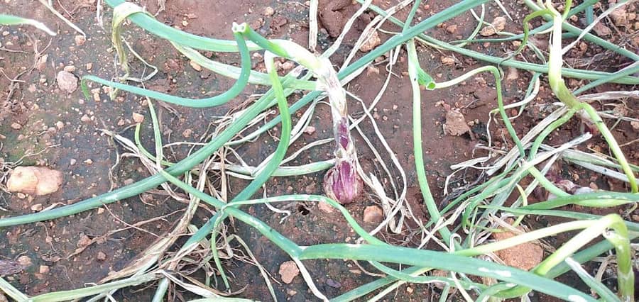 ಅತಿಯಾದ ಮಳೆಗೆ ತೇವಾಂಶ ಹೆಚ್ಚಾಗಿ ಚಿಕ್ಕ ಗಾತ್ರ ಪಡೆದ ಈರುಳ್ಳಿ