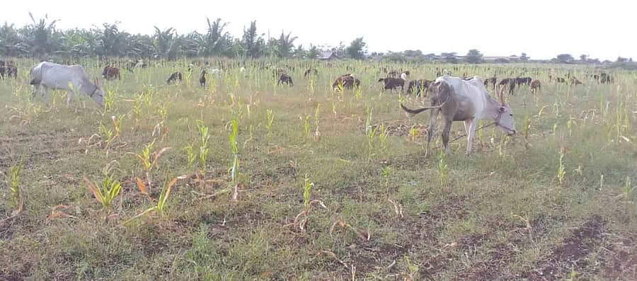 ಹಿರಿಯೂರು ತಾಲ್ಲೂಕಿನ ದಿಂಡಾವರ ಗ್ರಾಮದಲ್ಲಿ ಬೆಂಕಿ ರೋಗ ಹಾಗೂ ಹಂದಿ ಕಾಟದಿಂದ ಬೇಸತ್ತ ರೈತ ತಿಮ್ಮಯ್ಯ ಅವರು ಮೆಕ್ಕೆಜೋಳದ ಹೊಲಕ್ಕೆ ಕುರಿ, ಎತ್ತುಗಳನ್ನು ಬಿಟ್ಟು ಮೇಯಿಸುತ್ತಿರುವುದು.