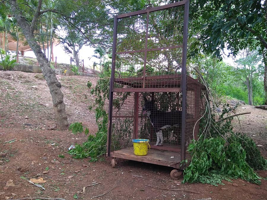 ಹುಬ್ಬಳ್ಳಿ ನೃಪತುಂಗ ಬೆಟ್ಟದ ಬಳಿ ಬೋನಿನಲ್ಲಿ ನಾಯಿ ಇಟ್ಟು ಚಿರತೆ ಸೆರೆಗೆ ಮುಂದಾಗಿರುವ ಅರಣ್ಯ ಇಲಾಖೆ