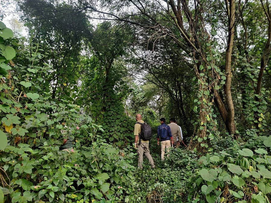 ನೃಪತುಂಗ ಬೆಟ್ಟದ ಬಳಿ ಚಿರತೆ ಸೆರೆಗೆ ಕೂಂಬಿಂಗ್ ಕಾರ್ಯಾಚರಣೆ