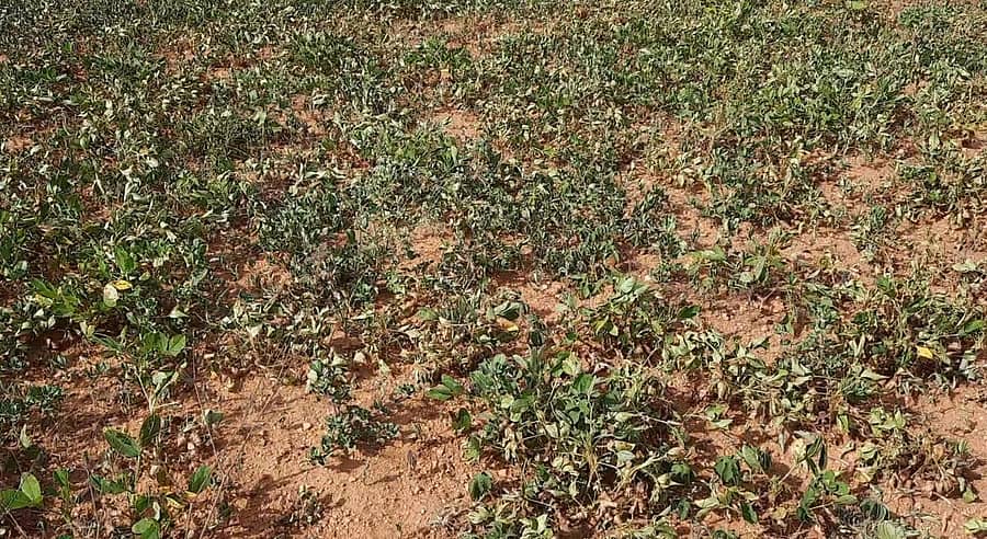 ತುಮಕೂರಿನ ಪಾವಗಡದಲ್ಲಿ ಕಡಲೆ ಬಳ್ಳಿ ಒಣಗಿರುವುದು