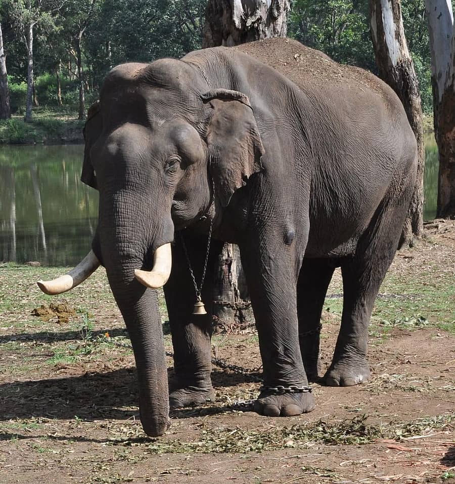 ಕೆ.ಗುಡಿಯ ಆನೆ ಶಿಬಿರದಲ್ಲಿರುವ ಗಜೇಂದ್ರ