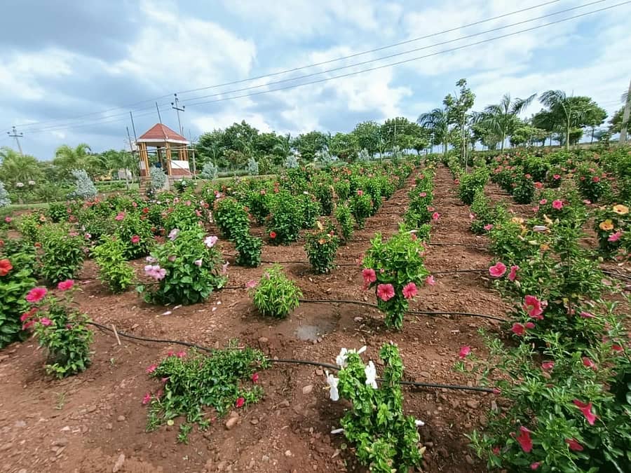 ನಿಡಗುಂದಿಯ ಬಸವ ಉದ್ಯಾನದಲ್ಲಿ ಅರಳಿರುವ ದಾಸವಾಳ ಹೂಗಳು