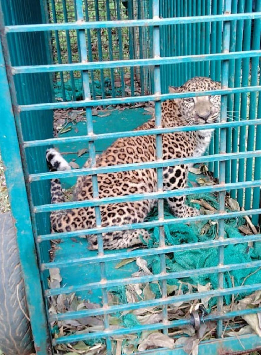 ಅರಣ್ಯ ಇಲಾಖೆ ಇಟ್ಟಿದ್ದ ಬೋನಿನಲ್ಲಿ ಸೆರೆಯಾಗಿರುವ ಚಿರತೆ