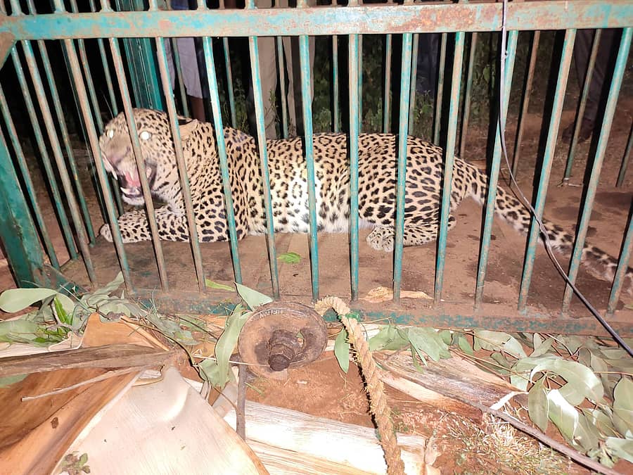 ಗುಬ್ಬಿ:ನಿಟ್ಟೂರು ಹೋಬಳಿ ಅಂತಪುರ ಸುತ್ತಮುತ್ತ ಭೀತಿ ಹುಟ್ಟಿಸಿದ್ದ ಚಿರತೆ ಸೆರೆ