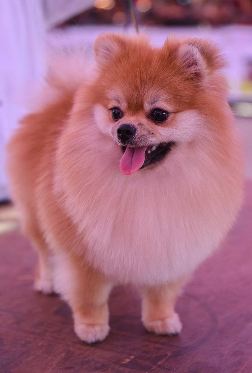 ಗಮನ ಸೆಳೆದ ಶ್ವಾನ