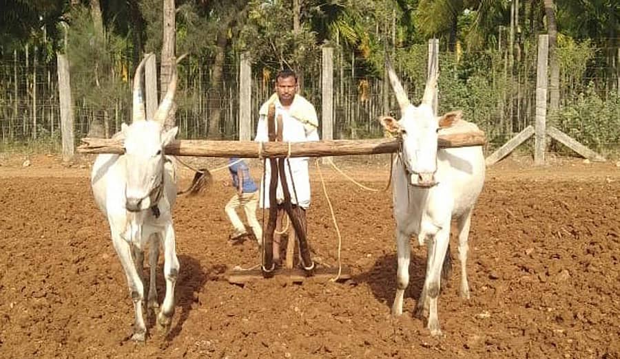 ಹರಪನಹಳ್ಳಿ ತಾಲ್ಲೂಕಿನ ಶಾಂತಿನಗರದ ಸರ್ಕಾರಿ ಭೂಮಿಯಲ್ಲಿ ಉಳುಮೆ ಮಾಡುತ್ತಿರುವ ರೈತ.