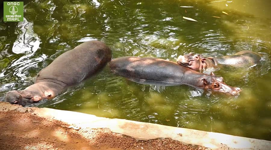 ಪಿಲಿಕುಳ ನಿಸರ್ಗಧಾಮದಲ್ಲಿರುವ ನೀರಾನೆ