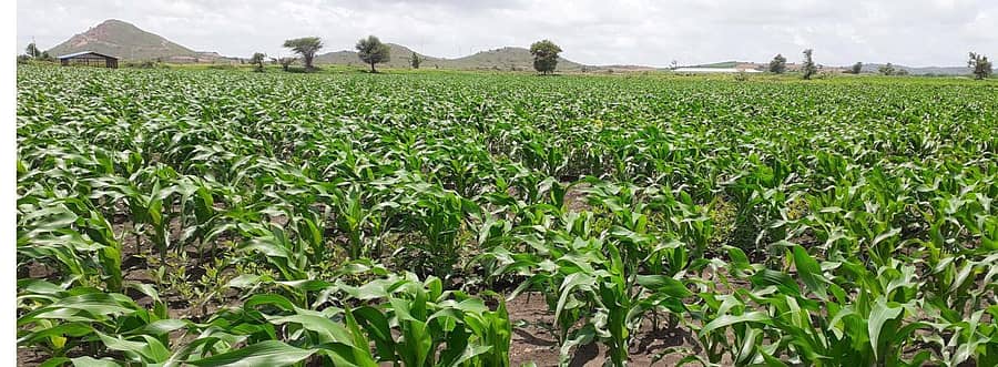 ಜಗಳೂರು ತಾಲ್ಲೂಕಿನಲ್ಲಿ ಬಗರ್‌ಹುಕುಂ ಜಮೀನಿನಲ್ಲಿ ಬೆಳೆದಿರುವ ಬೆಳೆ