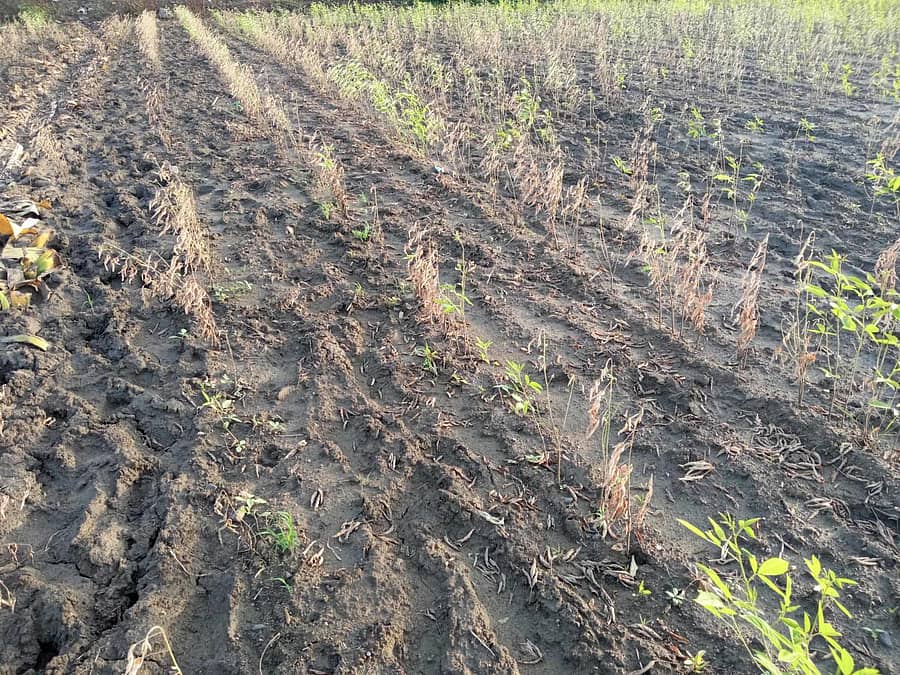 ಅಫಜಲಪುರ ಹೋಬಳಿಯಲ್ಲಿ ವ್ಯಾಪಕ ಮಳೆಯಿಂದ ಒಣಗಿದ ತೊಗರಿ ಬೆಳೆ