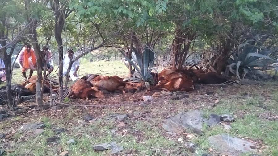 ಕವಿತಾಳ ಸಮೀಪದ ತುಪ್ಪದೂರು ಗ್ರಾಮದ ಹತ್ತಿರ ಸೋಮವಾರ ಸಿಡಿಲು ಬಡಿದು ಕುರಿಗಳು ಸತ್ತಿರುವುದು