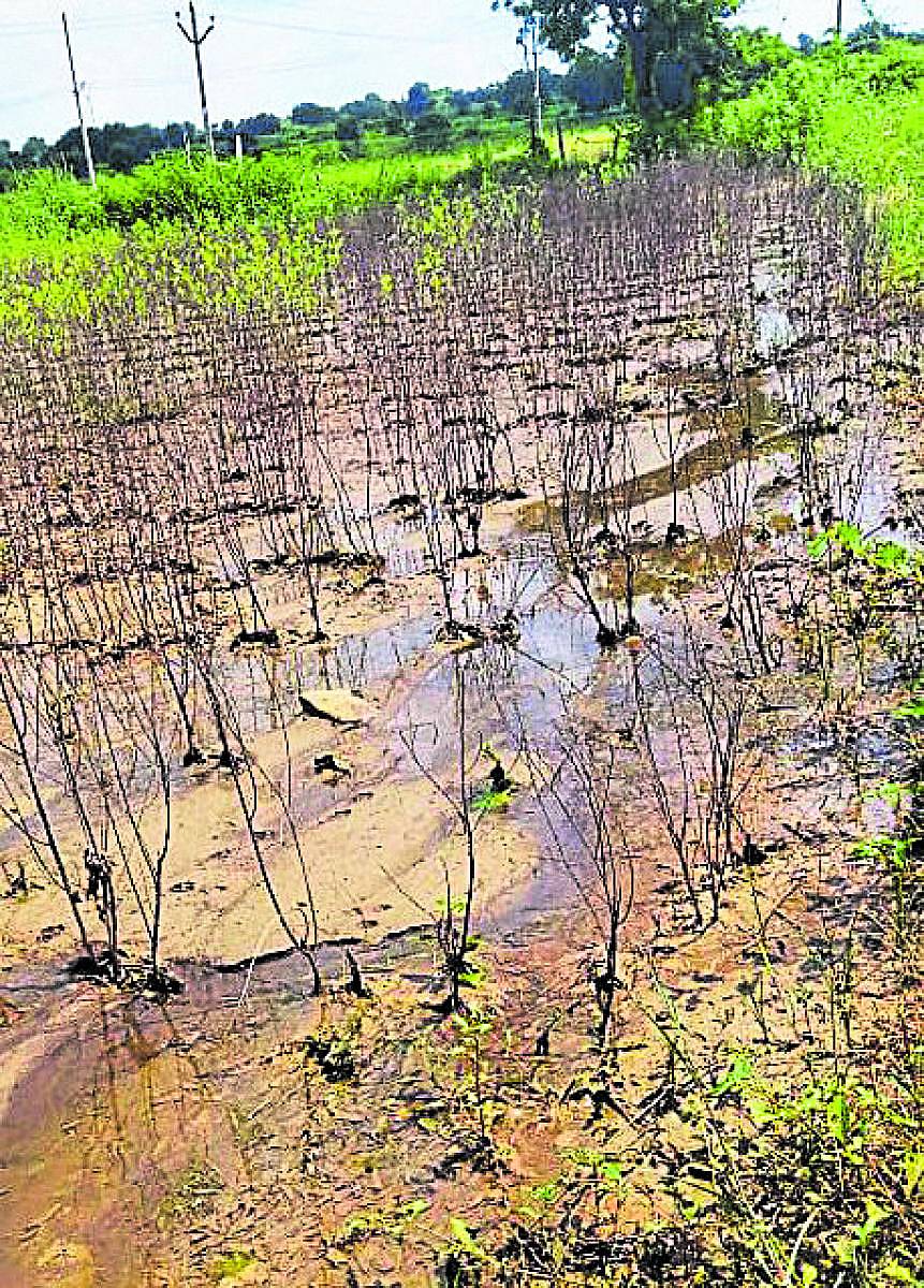 ಕಮಲಾಪುರ ಮಹಾಗಾಂವ ಕ್ರಾಸ್ನಲ್ಲಿನ ಆಗಸ್ಟ್ ತಿಂಗಳಲ್ಲಿ ಸುರಿದ ಮಳೆಗೆ ಒಣಗಿದ ಬೆಳೆ