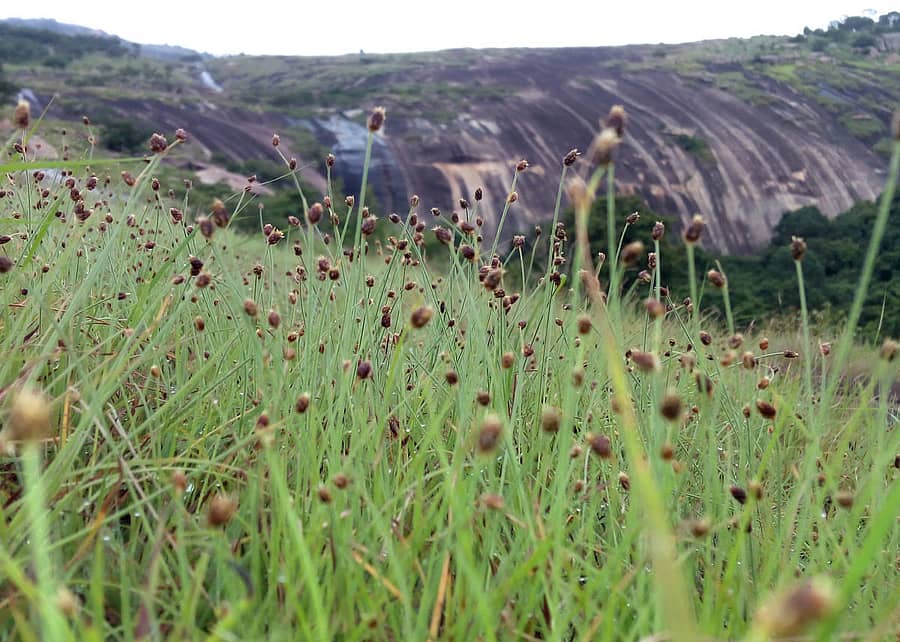 ದೊಡ್ಡಬಳ್ಳಾಪುರ ತಾಲ್ಲೂಕಿನ ಚನ್ನರಾಯಸ್ವಾಮಿ ಬೆಟ್ಟದಲ್ಲಿ ಹುಲ್ಲಿನ ಹೊದಿಕೆ (ಸಂಗ್ರಹ ಚಿತ್ರ)