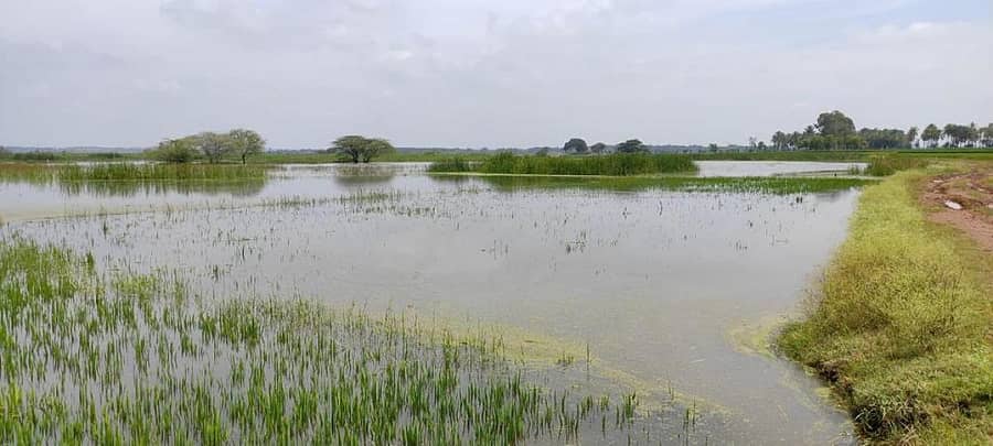 ಮಲೇಬೆನ್ನೂರು ಸಮೀಪದ ಗುಳದಹಳ್ಳಿ ಹೊರವಲಯದ ಭದ್ರಾ ಅಚ್ಚುಕಟ್ಟಿನ ಭತ್ತದ ಗದ್ದೆಗಳಿಗೆ ಬುಧವಾರ ಮಳೆ ನೀರು ನುಗ್ಗಿ ಜಲಾವೃತವಾಗಿದೆ