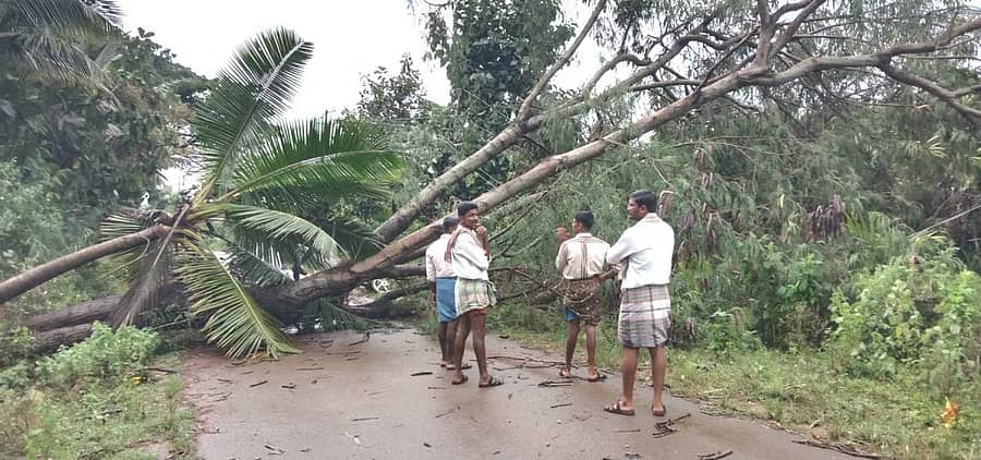 ಬಸವಾಪಟ್ಟಣ ಸಮೀಪದ ಕಂಚುಗಾರನಹಳ್ಳಿಯ ರಸ್ತೆಯಲ್ಲಿ ಬುಧವಾರ ಸುರಿದ ಭಾರಿ ಮಳೆಯಿಂದ ಮರವೊಂದು ವಿದ್ಯುತ್ ತಂತಿಗಳ ಮೇಲೆ ಉರುಳಿ ಬಿದ್ದಿರುವುದು