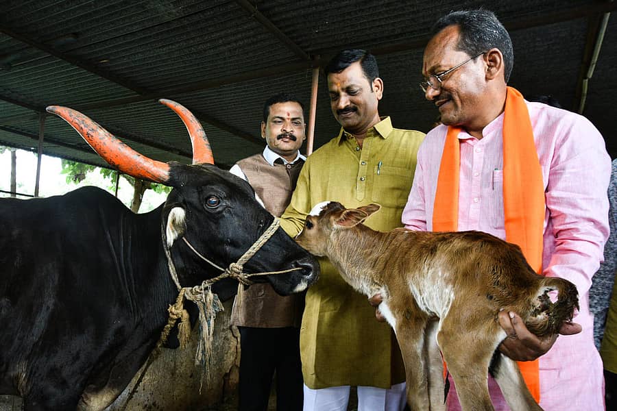 ಕಲಬುರಗಿ ಹೊರವಲಯದ ಮಾಧವ ಗೋಶಾಲೆಗೆ ಶುಕ್ರವಾರ ಭೇಟಿ ನೀಡಿದ ಪಶುಸಂಗೋಪನಾ ಸಚಿವ ಪ್ರಭು ಬಿ.ಚವಾಣ್ ಆಕಳ ಕರುವನ್ನು ಎತ್ತಿಕೊಂಡು ಮುದ್ದು ಮಾಡಿದರು
