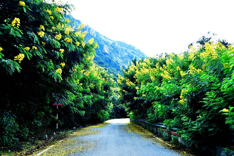 ನಂದಿಬೆಟ್ಟದ ಹಾದಿಯಲ್ಲಿ ಹೂ ಅರಳಿರುವುದು