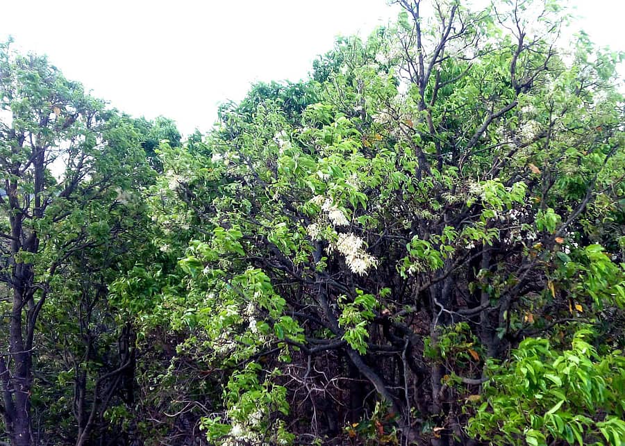 ದೊಡ್ಡಬಳ್ಳಾಪುರ ತಾಲ್ಲೂಕಿನ ಚನ್ನರಾಯಸ್ವಾಮಿ ಬೆಟ್ಟದಲ್ಲಿ ಜಾಲಾರಿ ಮರಗಳು
