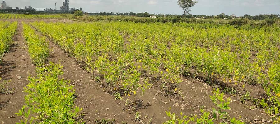 ವಾಡಿಯ ರಾವೂರು ಸಮೀಪದ ಜಮೀನೊಂದರಲ್ಲಿ ವಿಪರೀತ ತೇವಾಂಶದಿಂದ ನೆಟೆ ರೋಗಕ್ಕೆ ತುತ್ತಾದ ತೊಗರಿ ಬೆಳೆ