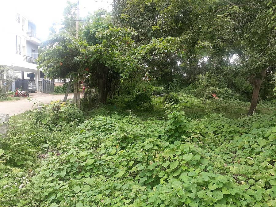 ಚಿಕ್ಕಮಗಳೂರು ನಗರದ ರಾಮೇಶ್ವರ ನಗರದ ಐಶ್ವರ್ಯ ಉದ್ಯಾನವು ಗಿಡ, ಗಂಟಿಗಳು, ಪೊದೆಗಳಿಂದ ಆವೃತವಾಗಿರುವುದು. ಪ್ರಜಾವಾಣಿ ಚಿತ್ರ