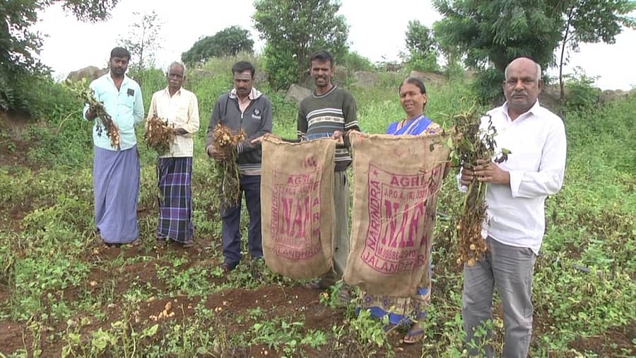ಹನೂರು ತಾಲ್ಲೂಕಿನ ಒಡೆಯರಪಾಳ್ಯದ ಜಮೀನಿನಲ್ಲಿ ಬೆಳೆದಿದ್ದ ಆಲೂಗೆಡ್ಡೆ ಫಸಲು ಇಳುವರಿ ಕುಸಿತಗೊಂಡಿರುವುದನ್ನು ತೋರಿಸುತ್ತಿರುವ ರೈತರು