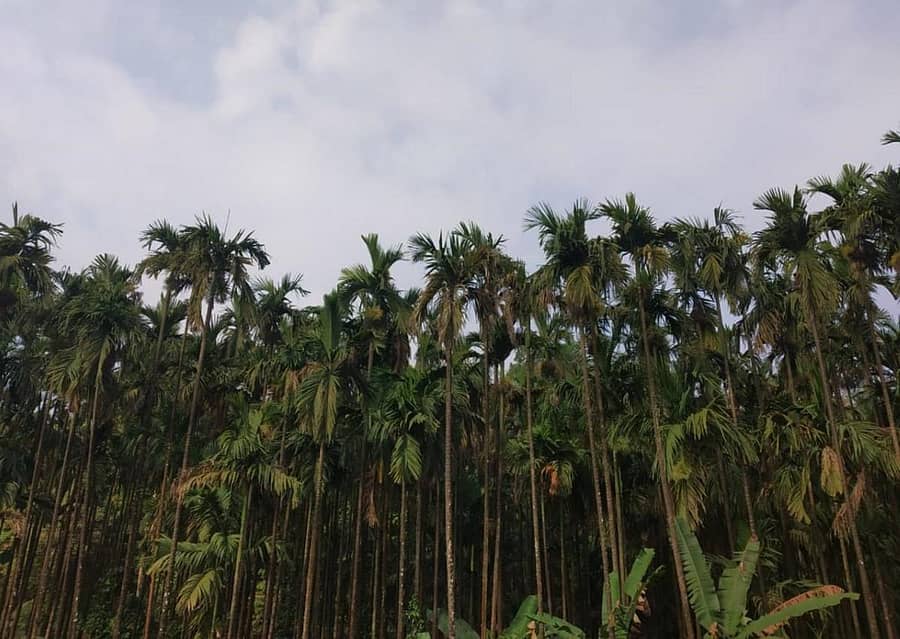 ಹೊಸನಗರ ತಾಲ್ಲೂಕಿನಲ್ಲಿ ಎಲೆಚುಕ್ಕಿ ರೋಗ ತಗುಲಿದ ಅಡಿಕೆ ತೋಟ