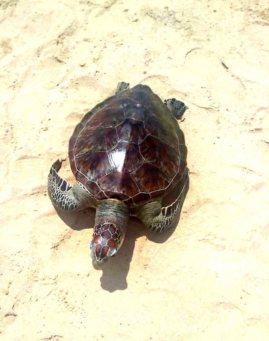 ಗೋಕರ್ಣದ ಮೇನ್ ಬೀಚಿನಲ್ಲಿ ಸೋಮವಾರ ಪತ್ತೆಯಾದ ಆಮೆಯ ಕಳೇಬರ