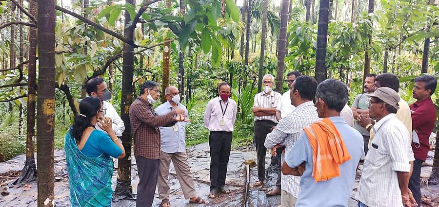 ಕಾಸರಗೋಡು ಸಿಪಿಸಿಆರ್‌ಐ ವಿಜ್ಞಾನಿಗಳ ತಂಡ ಅಡಿಕೆ ತೋಟಗಳಿಗೆ ಭೇಟಿ ನೀಡಿ ಪರಿಶೀಲಿಸಿತು.