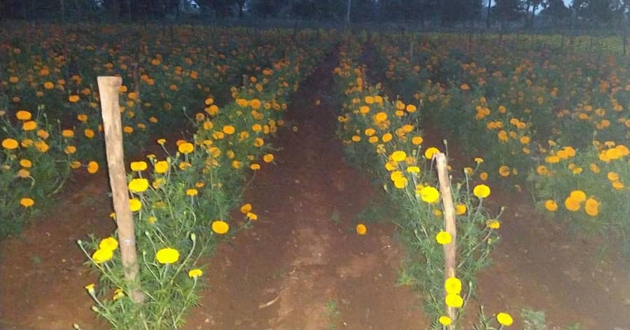 ಕುಕನೂರು ತಾಲ್ಲೂಕಿನ ಮಸಬಹಂಚಿನಾಳ ಗ್ರಾಮದ ರೈತರೊಬ್ಬರ ತೋಟದಲ್ಲಿ ಅರಳಿರುವ ಚೆಂಡು ಹೂ