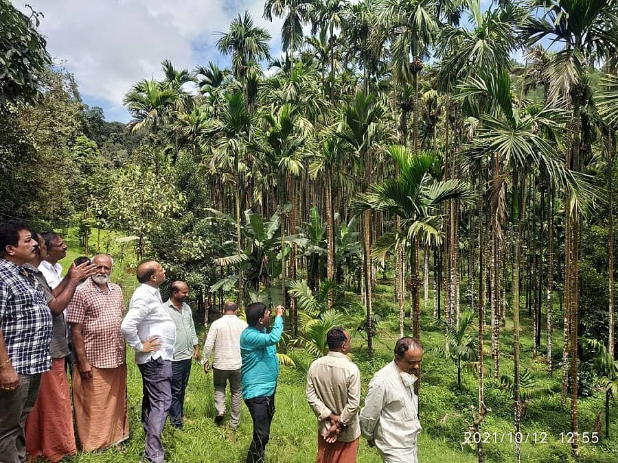 ಹೊಸನಗರ ತಾಲ್ಲೂಕಿನ ನಿಟ್ಟೂರು ಭಾಗದಲ್ಲಿ ಕಂಡುಬಂದ ಎಲೆಚುಕ್ಕಿ ರೋಗ ಬಾಧಿತ ತೋಟಗಳನ್ನು ಕಾಂಗ್ರೆಸ್ ಮುಖಂಡ ಆರ್.ಎಂ. ಮಂಜುನಾಥ ಗೌಡ ವೀಕ್ಷಿಸಿದರು.