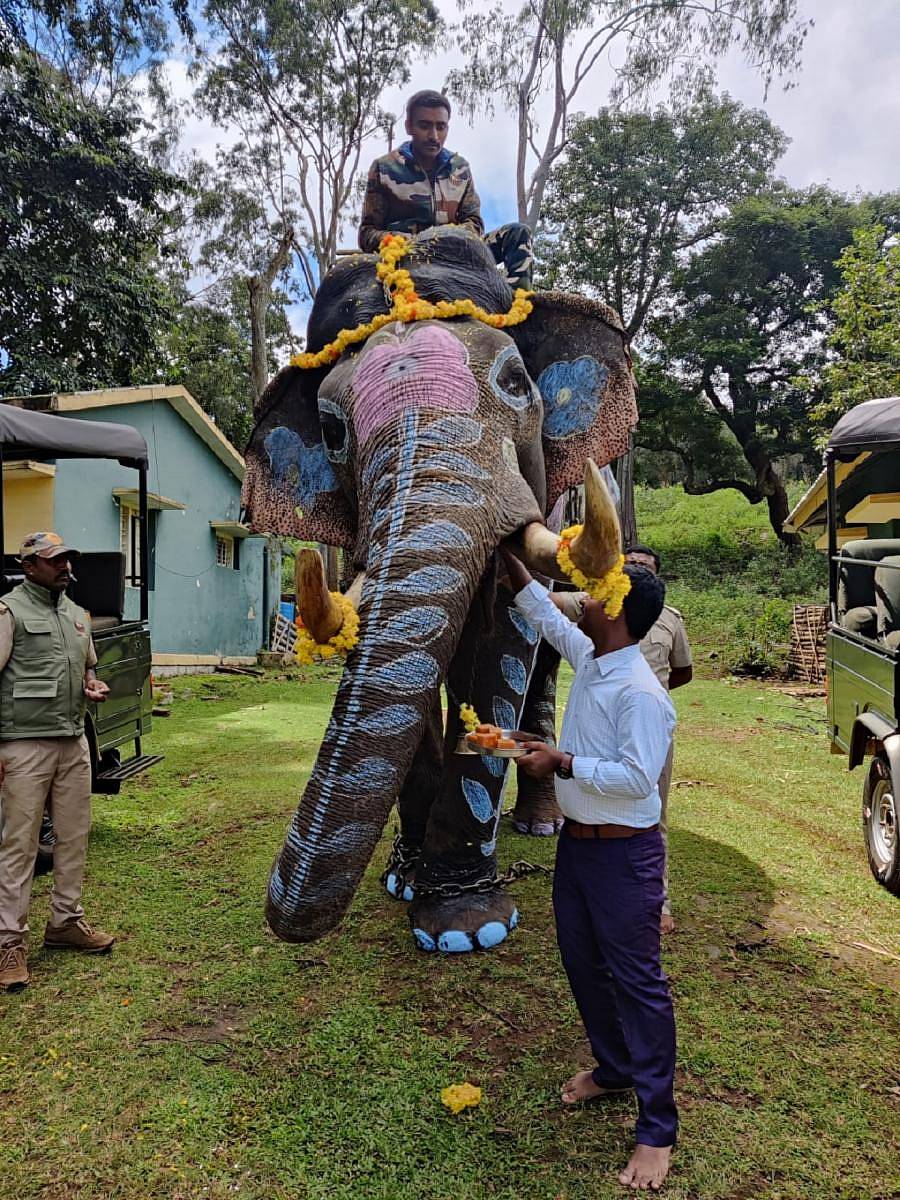 ಆಯುಧ ಪೂಜೆ ಅಂಗವಾಗಿ ಬಿಆರ್ಟಿ ಹುಲಿ ಸಂರಕ್ಷಿತ ಪ್ರದೇಶದ ಕೆ.ಗುಡಿಯಲ್ಲಿರುವ ಸಾಕಾನೆ ಗಜೇಂದ್ರನಿಗೆ ವಲಯ ಅರಣ್ಯ ಅಧಿಕಾರಿ ಶಾಂತಪ್ಪ ಪೂಜಾರ ಪೂಜೆ ಸಲ್ಲಿಸಿ, ಪ್ರಸಾದ ತಿನ್ನಿಸಿದರು