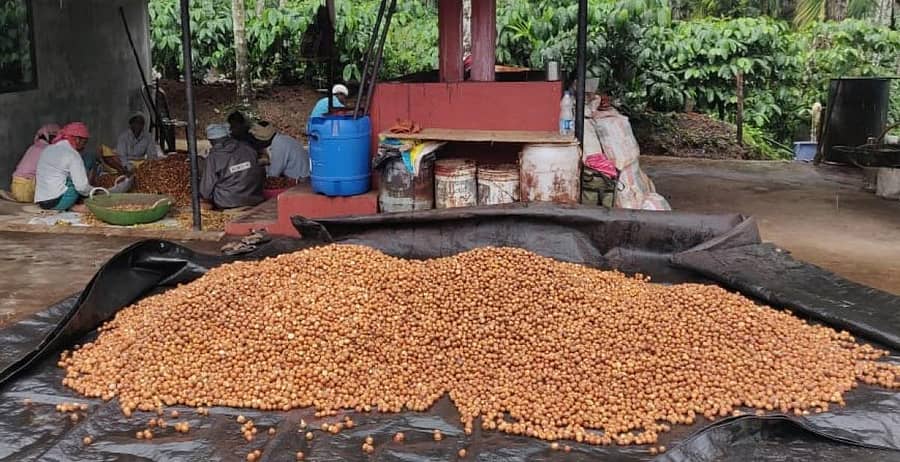 ಕಳಸ ಸಮೀಪದ ತೋಟವೊಂದರಲ್ಲಿ ಅಡಿಕೆ ಸಂಸ್ಕರಣೆಯ ಕೆಲಸ ಭರದಿಂದ ನಡೆದಿರುವುದು.