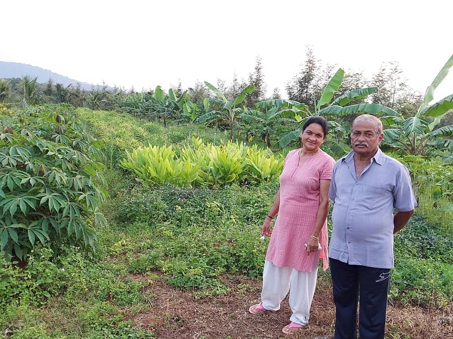 ಖುಷ್ಕಿ ಜಮೀನಿನಲ್ಲಿನ ವೈವಿಧ್ಯಮಯ ಬೆಳೆಗಳೊಂದಿಗೆ ತ್ಯಾಗರ್ತಿ ಸಮೀಪದ ಮನೆಘಟ್ಟದ ರಘುನಾಥ್, ವಿಜಯಾ ನಳಿನಿ ಶರ್ಮಾ ದಂಪತಿ