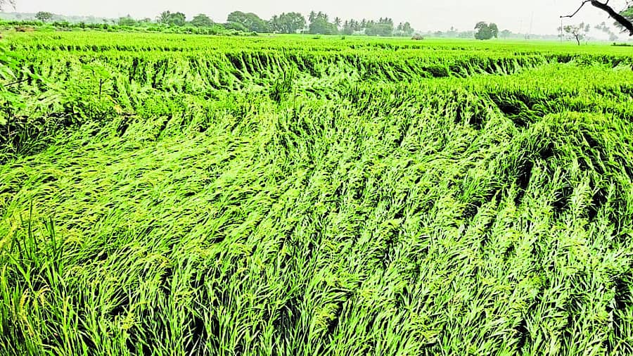 ಶನಿವಾರ ಸುರಿದ ಅಕಾಲಿಕ ಮಳೆಗೆ ಮಸ್ಕಿ ತಾಲ್ಲೂಕಿನಲ್ಲಿ ಭತ್ತದ ಬೆಳೆ ನೆಲಕಚ್ಚಿದೆ