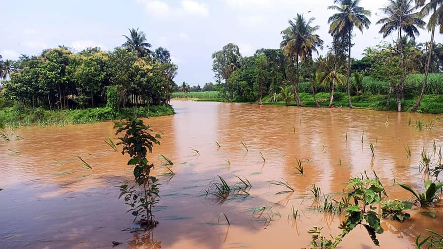 ಶ್ರೀರಂಗಪಟ್ಟಣ ತಾಲ್ಲೂಕು ಚಂದಗಿರಿಕೊಪ್ಪಲು ಬಳಿ ಅಡ್ಡಹಳ್ಳ ಸೋಮವಾರ ಮಧ್ಯಾಹ್ನದವರೆಗೂ ಉಕ್ಕಿ ಹರಿದು ಕಿರು ಜಲ ವಿದ್ಯುತ್ ಘಟಕಕ್ಕೆ ನೀರು ನುಗ್ಗಿದೆ (ಎಡಚಿತ್ರ). ಪಾಂಡವಪುರದಲ್ಲಿ ಭಾನುವಾರ ರಾತ್ರಿ ಸುರಿದ ಭಾರಿ ಮಳೆಗೆ ಐತಿಹಾಸಿಕ ಹಿರೋಡೆ ಕೆರೆ ಕೋಡಿ ಒಡೆದು ಬೋರ್ಗೆರೆದು ಹರಿಯುತ್ತಿರುವ ಜಲಧಾರೆ