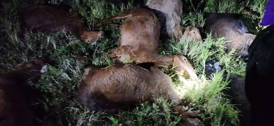 ಶಿವಮೊಗ್ಗದ ಪೆಸಿಟ್ ಕಾಲೇಜಿನ ಮುಂಭಾಗದಲ್ಲಿ ಹಾಕಿರುವ ಟೆಂಟ್ನಲ್ಲಿ ಕುರಿಗಳು ಸಾವನ್ನಪ್ಪಿರುವುದು.