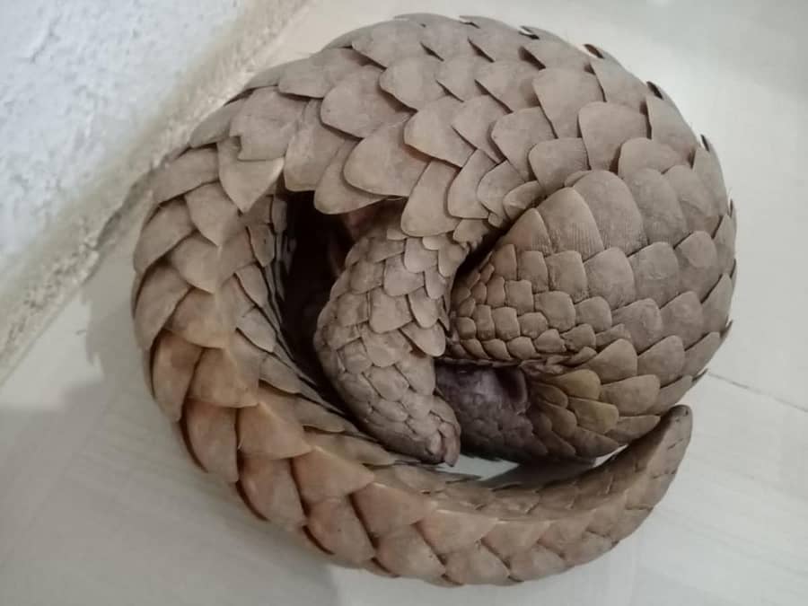 ಅಂಚೆಪಾಳ್ಯದಲ್ಲಿ ರಕ್ಷಣೆ ಮಾಡಲಾದ ಚಿಪ್ಪುಹಂದಿ