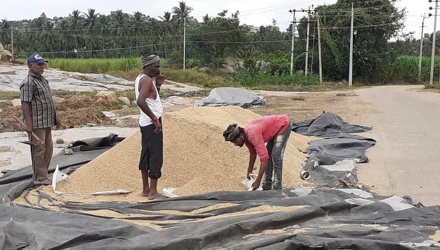 ಹೊಸಪೇಟೆ ತಾಲ್ಲೂಕಿನ ಬಸವನದುರ್ಗದಲ್ಲಿ ರೈತರು ಭತ್ತದ ರಾಶಿ ಮಾಡಿದರು