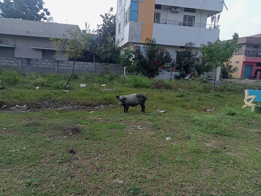 ರಾಯಚೂರಿನ ವೆಂಕಟೇಶ್ವರ ಉದ್ಯಾನದಲ್ಲಿ ಹಂದಿಗಳು ಓಡಾಡುತ್ತಿರುವುದು