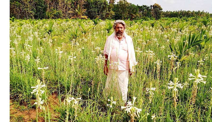 ಬಸವಾಪಟ್ಟಣ ಸಮೀಪದ ಹೊಸನಗರದ ರೈತ ಸಿದ್ಧಪ್ಪ ಬೆಳೆದಿರುವ ಸುಗಂಧರಾಜ ಹೂವಿನ ಬೆಳೆ