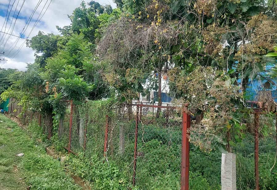 ಹಿರಿಯೂರಿನ ಅವಧಾನಿ ಬಡಾವಣೆಯಲ್ಲಿರುವ ಉದ್ಯಾನದಲ್ಲಿ ಮುಳ್ಳಿನ ಗಿಡ ಬೆಳೆದಿರುವುದು