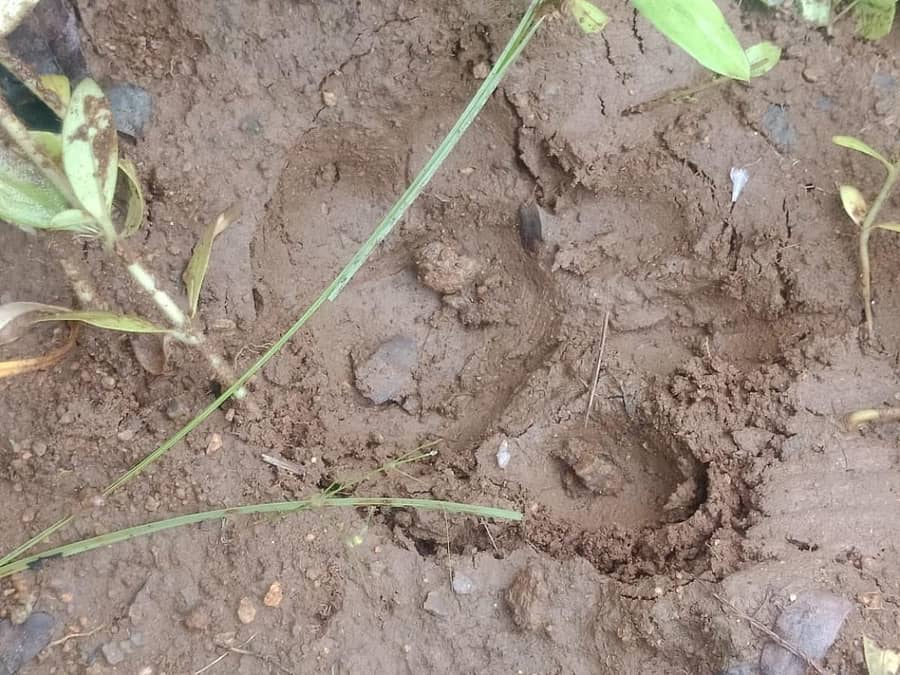 ಹನೂರು ತಾಲ್ಲೂಕಿನ ಮಾರ್ಟಳ್ಳಿ ಸಮೀಪದ ಶಿಲುವೆ ನಗರ ಗ್ರಾಮದ ಜಮೀನಿನಲ್ಲಿ ಕಂಡು ಬಂದ ಚಿರತೆ ಹೆಜ್ಜೆಗುರುತು