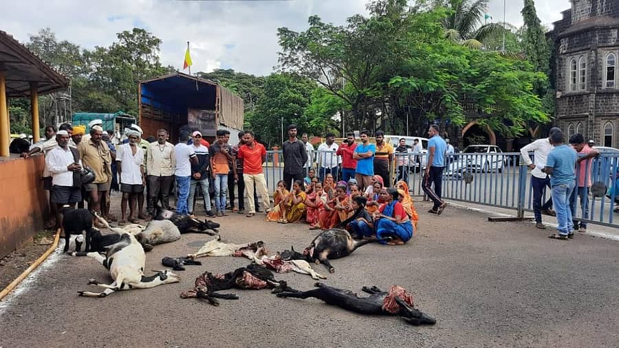 ಕುರಿಗಳಿಗೆ ಪರಿಹಾರ ನೀಡುವಂತೆ ಆಗ್ರಹಿಸಿ ಬೆಳಗಾವಿ ತಾಲ್ಲೂಕಿನ ಕಡೋಲಿಯ ಕುರಿಗಾಹಿ ಕುಟುಂಬದವರು ಜಿಲ್ಲಾಧಿಕಾರಿ ಕಚೇರಿ ಆವರಣದಲ್ಲಿ ಗುರುವಾರ ಪ್ರತಿಭಟನೆ ನಡೆಸಿದರು