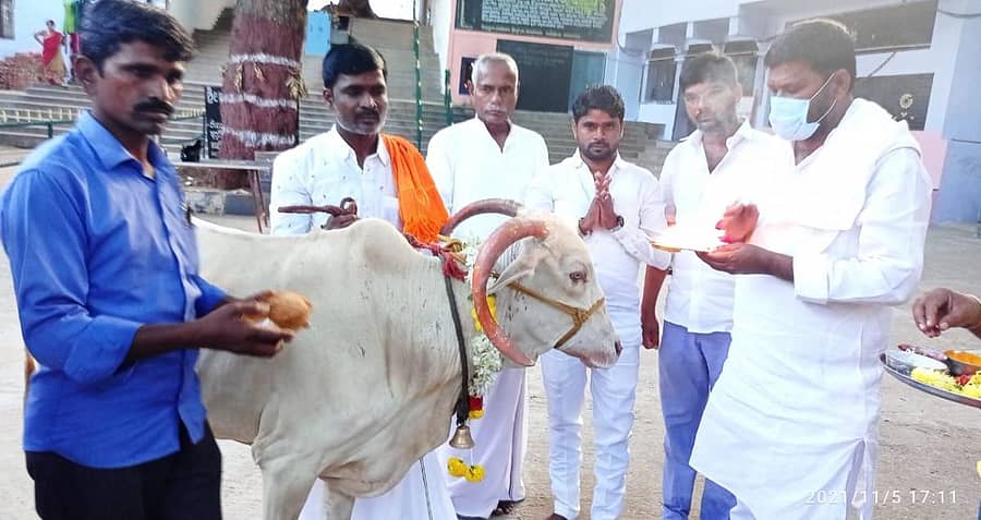 ಮಸ್ಕಿ ಪಟ್ಟಣದ ಭ್ರಮರಾಂಬಾ ದೇವಸ್ಥಾನದಲ್ಲಿ ಬಲಿಪಾಡ್ಯಮಿ ನಿಮಿತ್ತ ಶುಕ್ರವಾರ ಶಾಸಕ ಆರ್.ಬಸನಗೌಡ ಗೋಮಾತೆಗೆ ಪೂಜೆ ಸಲ್ಲಿಸಿದರು