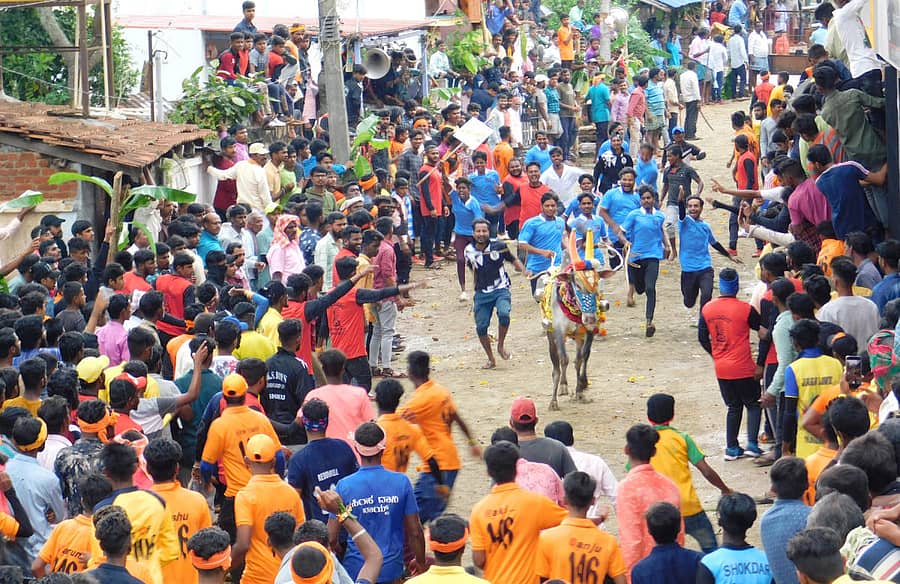 ದೀಪಾವಳಿ ಹಬ್ಬದ ಪ್ರಯುಕ್ತ ಶಿಕಾರಿಪುರದ ಸೊಪ್ಪಿನಕೇರಿಯಲ್ಲಿ ಶುಕ್ರವಾರ ಹೋರಿ ಬೆದರಿಸುವ ಹಬ್ಬ ನಡೆಯಿತು.