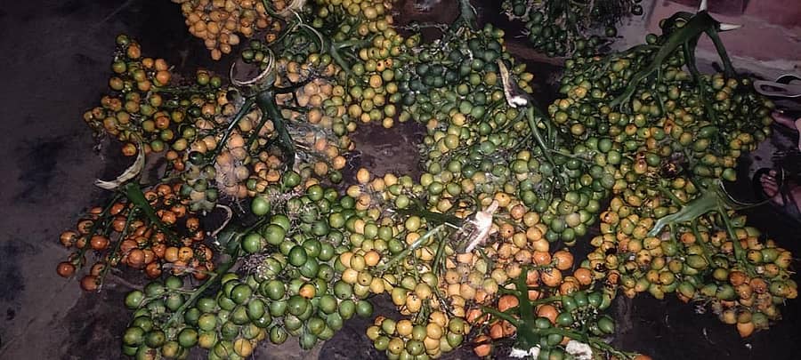 ಶಿರಸಿ ತಾಲ್ಲೂಕಿನ ಮಣ್ಕಣಿಯಲ್ಲಿ ಅಪರಿಚಿತರು ಹೊತ್ತೊಯ್ಯಲು ಕೊಯ್ಲು ಮಾಡಿದ್ದ ಅಡಿಕೆ ಗೊನೆಗಳು