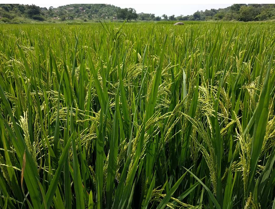 ಭತ್ತದ ತೆನೆ