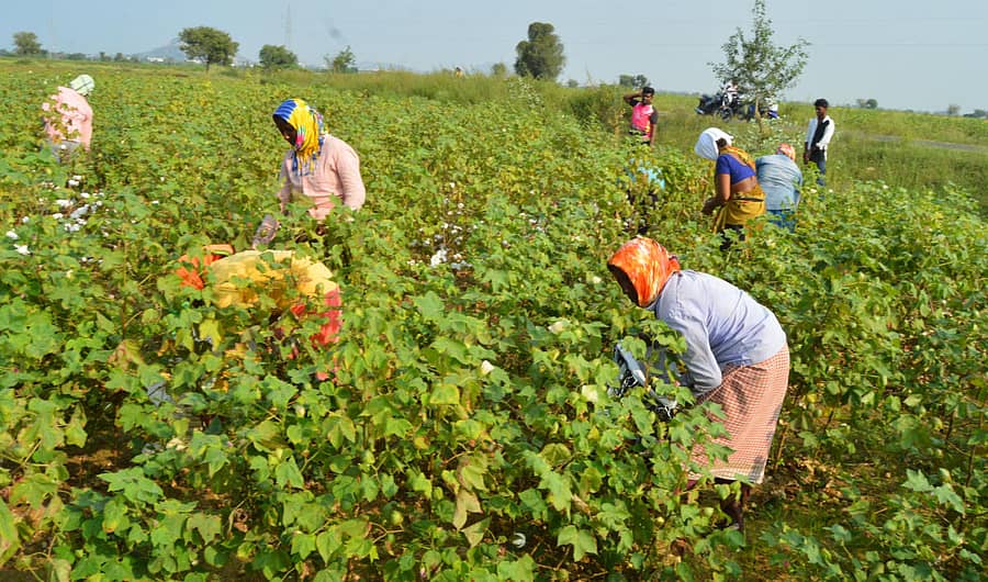 ಯಾದಗಿರಿ ತಾಲ್ಲೂಕಿನ ಅಬ್ಬೆ ತುಮಕೂರು ಗ್ರಾಮದ ಹತ್ತಿ ಜಮೀನನಲ್ಲಿ ಹತ್ತಿ ಬಿಡಿಸುವಲ್ಲಿ ನಿರತರಾಗಿರುವ ಮಹಿಳೆಯರುಪ್ರಜಾವಾಣಿ ಚಿತ್ರಗಳು/ರಾಜಕುಮಾರ ನಳ್ಳಿಕರ
